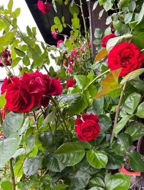 2AF7BDE1-2EAA-4FE5-94E9-C6BBA81E343B - Trandafiri 2023 2