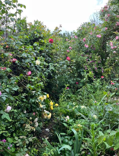 1B5710CF-0F16-44B2-91AF-CB8963ED5D99 - Trandafiri 2023 2