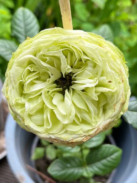 AF9645DB-E2A1-4941-8A78-3AA36D95CE59 - Trandafiri 2023 2