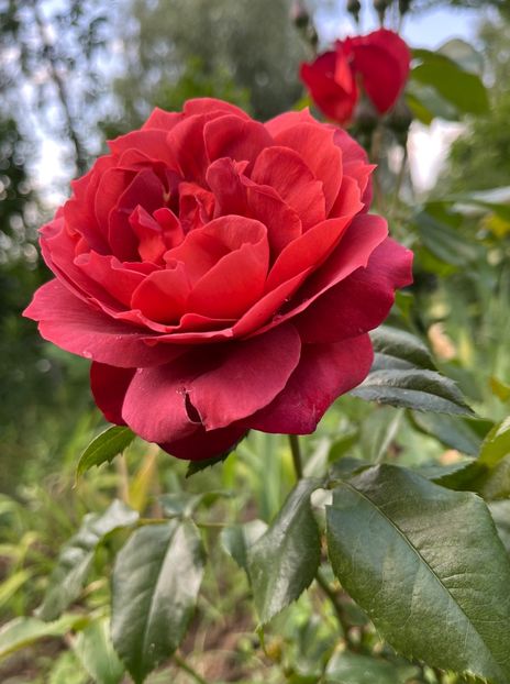 C6DB753F-A1D5-4EC7-9E15-E2DD8C3F8B1E - Trandafiri la balta 2023