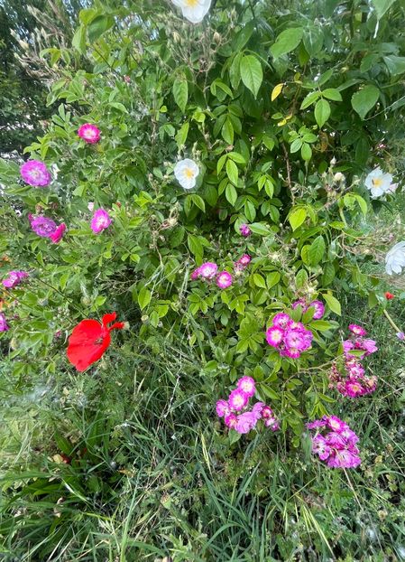 59D87C57-02AA-4E0F-BE11-1E893F16FE74 - Trandafiri la balta 2023