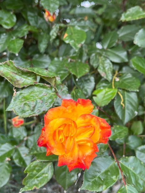 673FB092-9B4A-43A0-A892-8478F10767F2 - Trandafiri la balta 2023