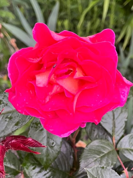 9F071470-6803-4522-913C-64F12127C5F8 - Trandafiri la balta 2023