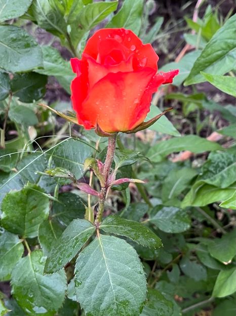 227E1F99-E393-4585-8291-05B105AC498E - Trandafiri la balta 2023