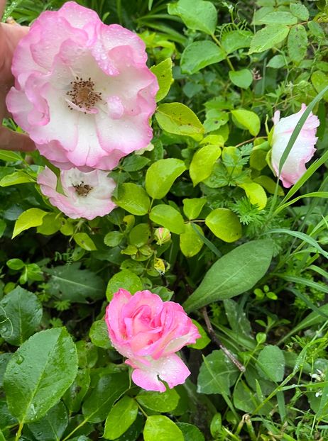 D20B8212-D2FB-4E04-B4D6-37F406982837 - Trandafiri la balta 2023