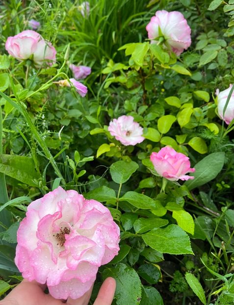 0EA84E9D-5967-4AB2-B78F-EBC24282DC55 - Trandafiri la balta 2023