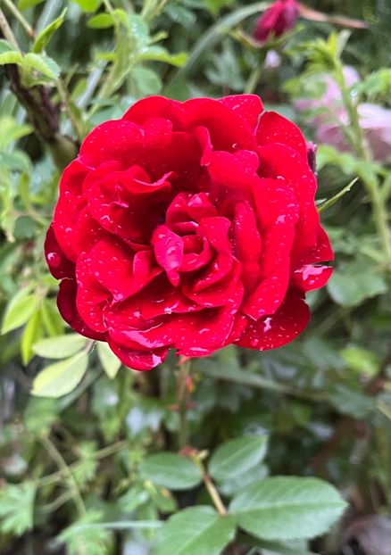 F9004CD7-42B3-45FF-9D91-5AF53B3B7EDD - Trandafiri la balta 2023