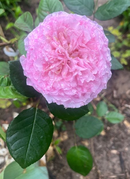 83B384BF-99C0-4553-B147-5013B6102A25 - Trandafiri la balta 2023