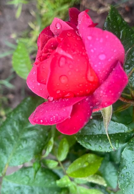 CFCBB485-0D73-4FA0-A3F6-AB53DDE0CE36 - Trandafiri la balta 2023