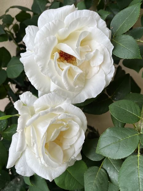 992A2747-AFAF-49F2-AF4A-697FBB56EB95 - Trandafiri la balta 2023