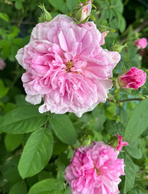 3825B846-9A69-4F0D-9062-CD31F59B0252 - Trandafiri la balta 2023