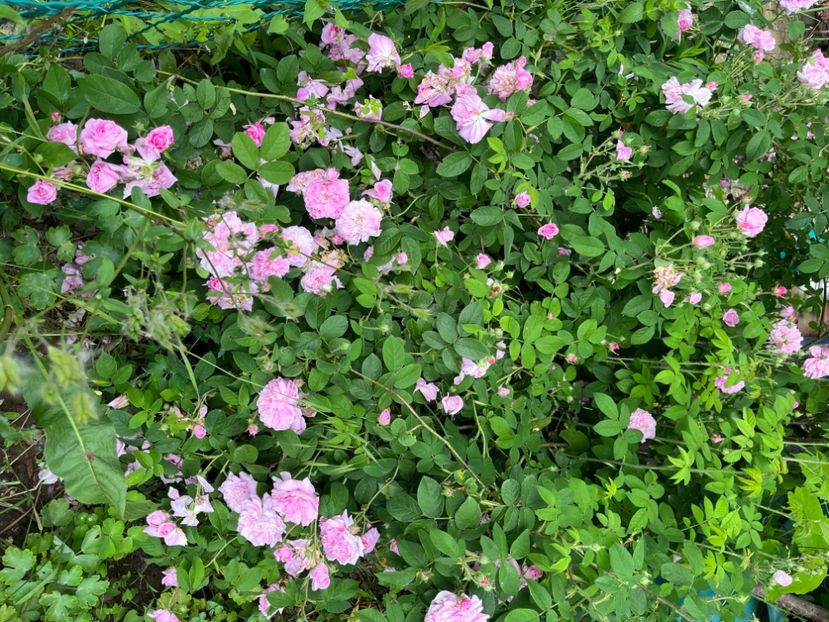 84CE942F-8BB6-47E9-90E8-35ACDF8623AF - Trandafiri la balta 2023