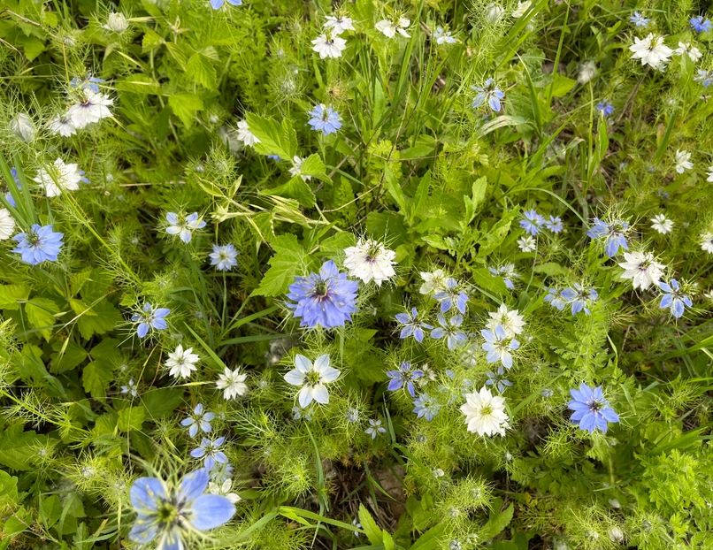 5939FB70-1A03-4E63-A520-2143C20B6073 - Flori la Balta 2016 2023