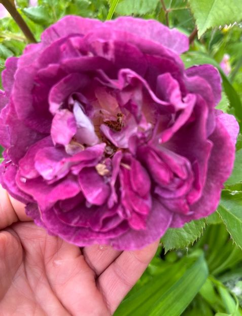 B831B97A-968C-415C-B23F-3BEF38936EBA - Trandafiri la balta 2023