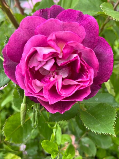 D09A40FC-5D58-4585-A5A1-016501DFE73C - Trandafiri la balta 2023