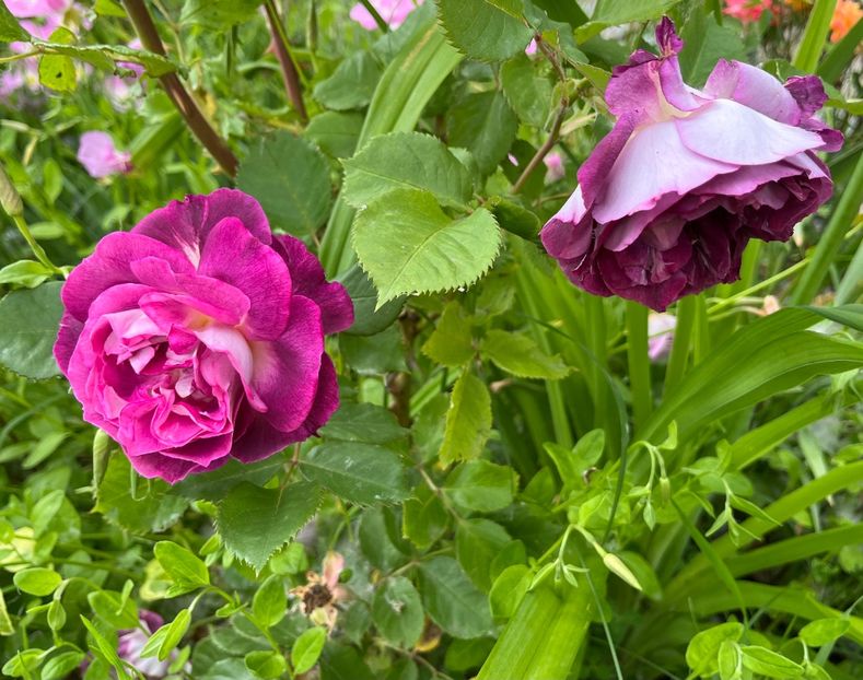 B038929A-97BD-40BC-A986-B4878C07D182 - Trandafiri la balta 2023