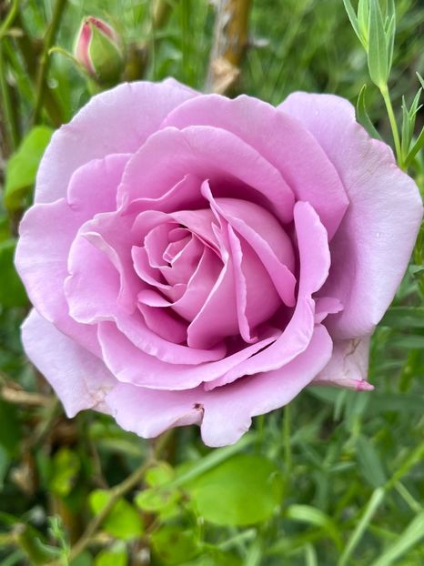 A61DA100-9F51-4C4A-AD2C-8FE2CF9563E3 - Trandafiri la balta 2023