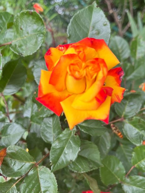 95F25444-3816-4E8E-A982-EC3463F9A57B - Trandafiri la balta 2023