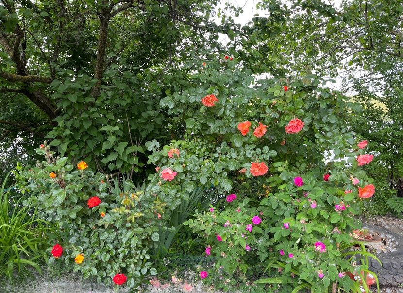 EB5F9998-17A9-43A7-A4E5-628C785AAA87 - Trandafiri la balta 2023