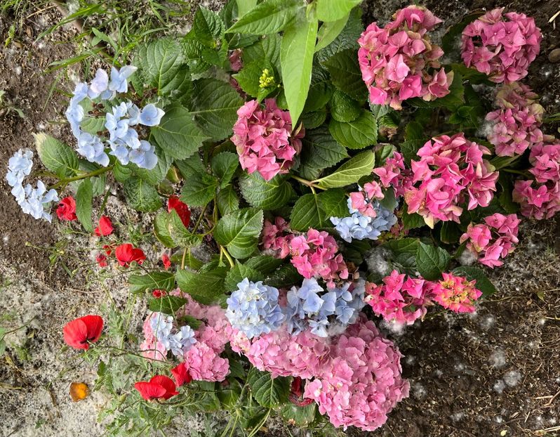 DE9C0CCF-7A2D-46D3-B04E-7733EE063544 - Flori la Balta 2016 2023