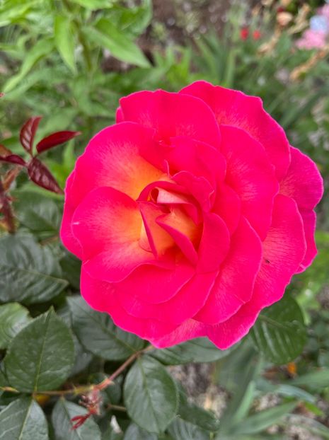 F4373D71-970A-4D53-840A-1A5F42019FB3 - Trandafiri la balta 2023