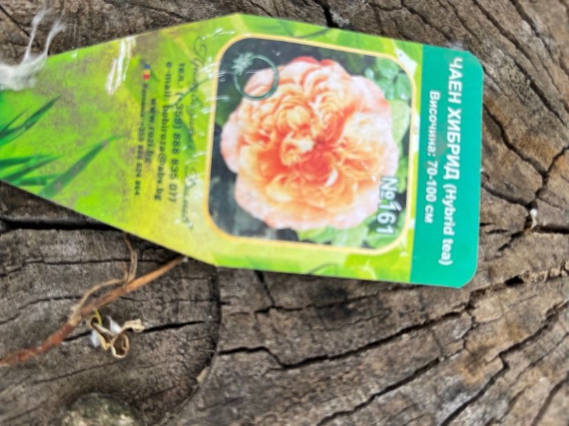 0526DA28-81DF-4485-B670-824208A7D07D - Trandafiri la balta 2023