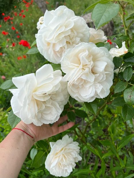 74F98EBC-ACE1-411E-8191-F2ED686A4FC2 - Trandafiri la balta 2023