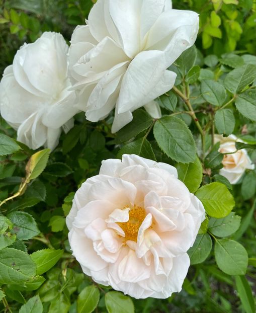 FCBA0EC1-3647-428A-A247-CAA3FFBD72B9 - Trandafiri la balta 2023