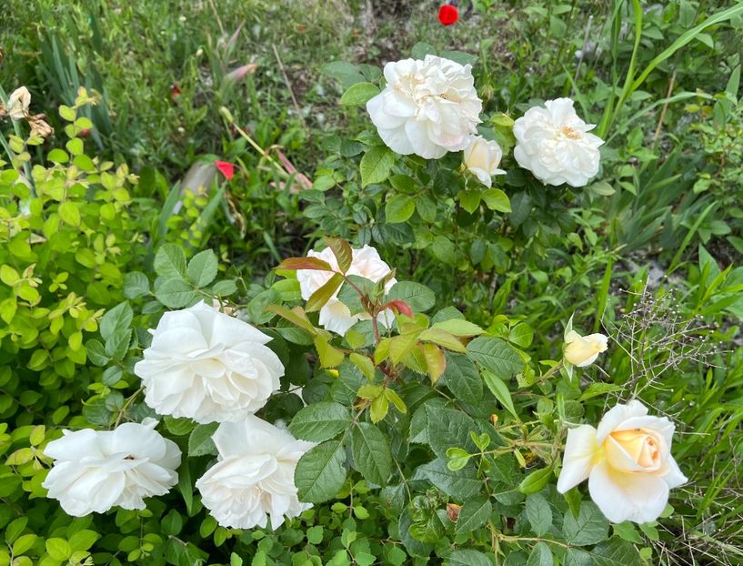 B5640624-C7D6-451C-B0E4-86E47AB88803 - Trandafiri la balta 2023