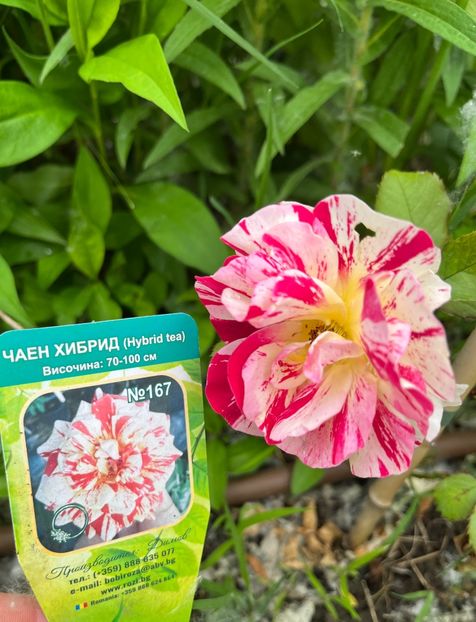 DD9A1F3C-B63E-41AD-9546-AF2B244B1BFD - Trandafiri la balta 2023