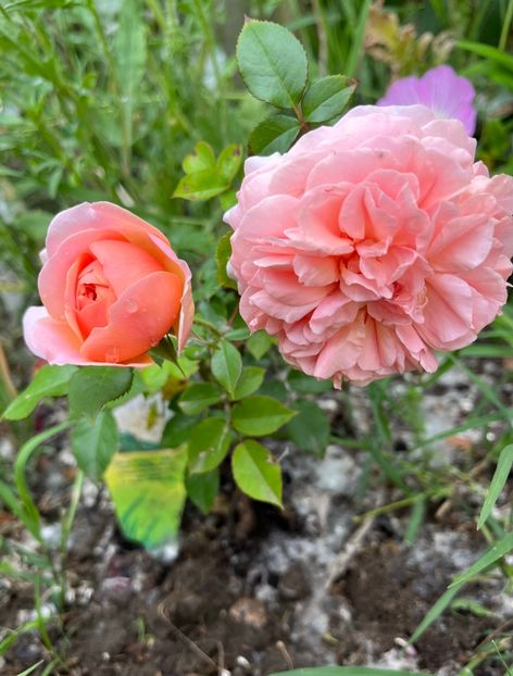 4F1315E3-63E6-4551-BFE8-A46F44023B5C - Trandafiri la balta 2023