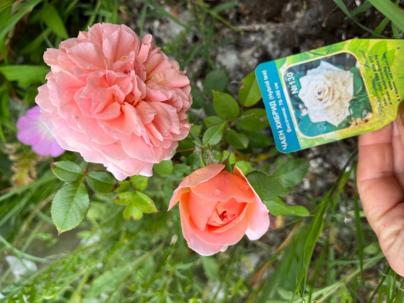 D8D88F75-A210-42FF-82E3-48A3BA1D8388 - Trandafiri la balta 2023