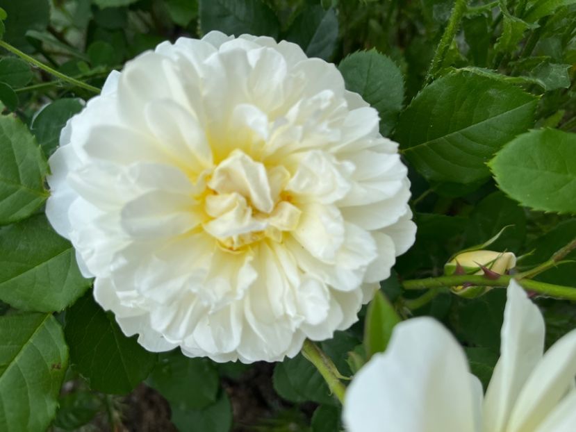 422D354C-5ADF-4A9D-820E-F8831FBF685A - Trandafiri la balta 2023