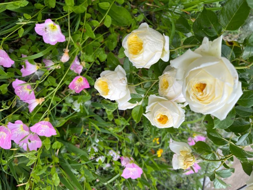 6183FF75-B5F0-40CA-9A48-73675954563E - Trandafiri la balta 2023