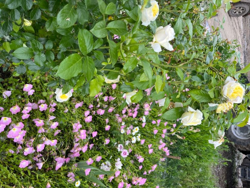 2AD89E97-1C13-4558-971F-465C9E0E4122 - Trandafiri la balta 2023