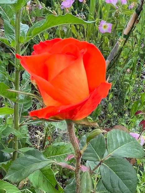 La France Libre - Trandafiri la balta 2023