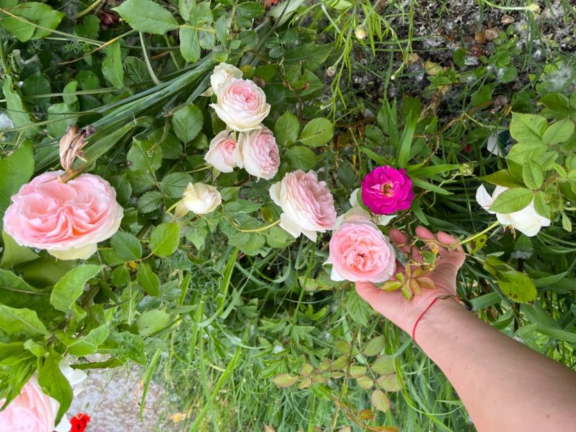 56D317DD-5DE3-4DE4-AE88-054F7F4AA896 - Trandafiri la balta 2023