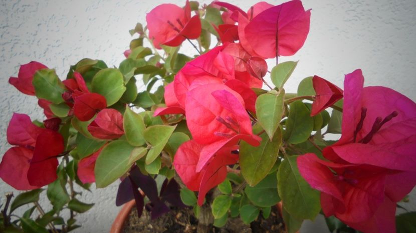 Bougainvillea - Splendori in gradina