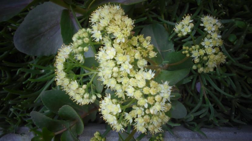 Sedum - Splendori in gradina