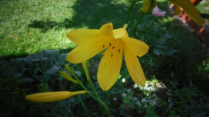 Hemerocallis - Splendori in gradina