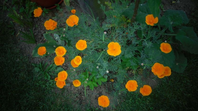 Eschscholzia californica - Splendori in gradina