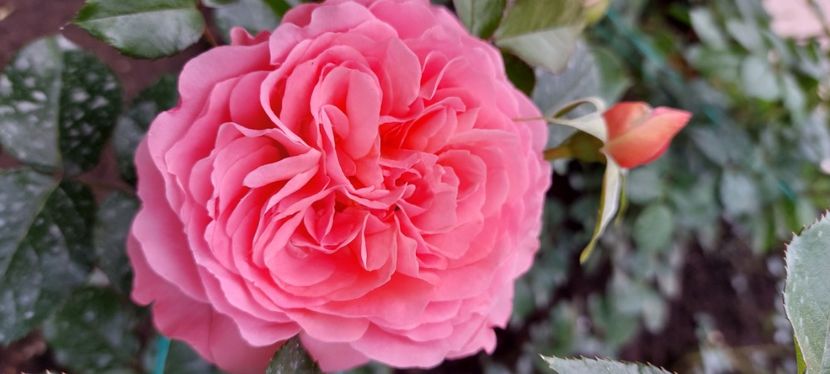 Pink abundance - Trandafiri 2023