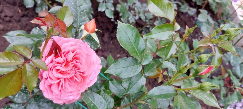 Pink abundance - Trandafiri 2023