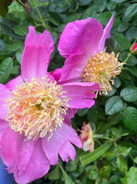 BF43230B-94C7-408E-9D12-6F64169ACE7F - Bujor