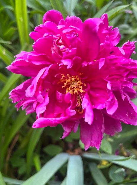 964408B8-E667-461A-8076-5301A51E4247 - Bujor