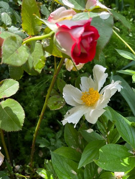 B390E6CF-9A29-4A77-BF61-129C127BF074 - Bujor