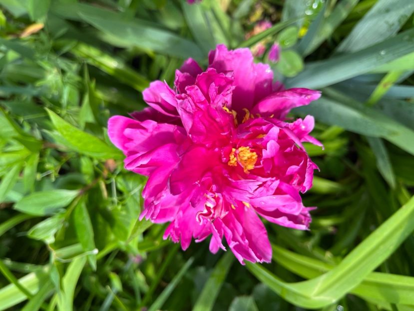 3C0885BB-6502-4334-9780-590A5DB5CFCA - Bujor