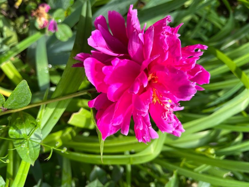 E0EF6F2F-C44D-48F1-BF40-5F861E1E823F - Bujor