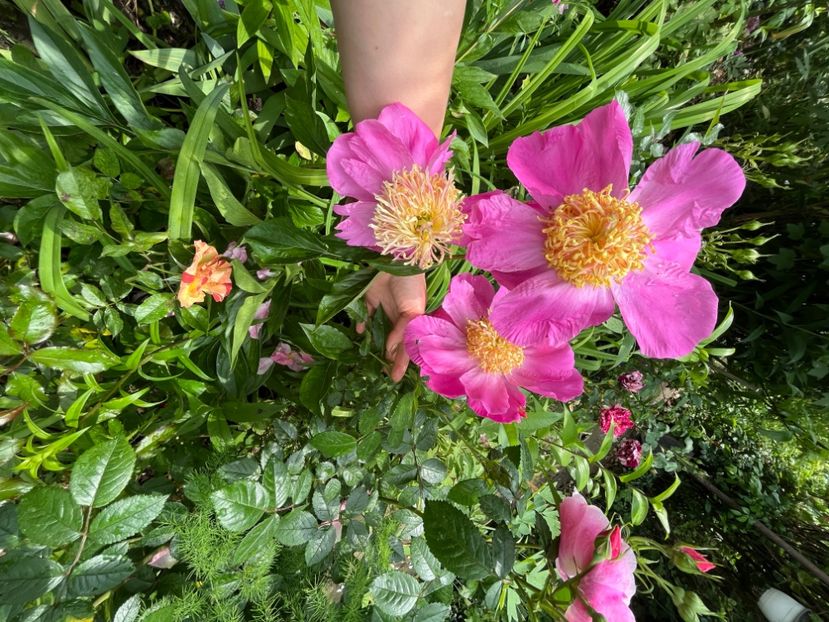 34356224-C6D2-4703-8838-7F745D7FF2D4 - Bujor