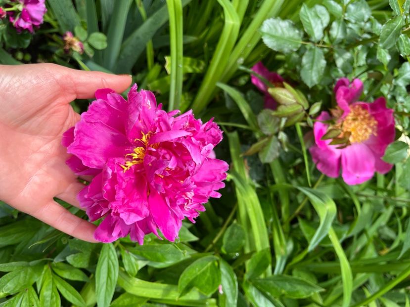 6E6D7C82-F7AF-407F-B84B-D129F6248CCB - Bujor